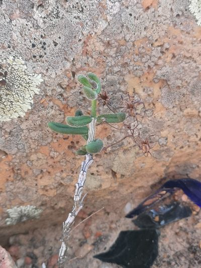 Tylecodon tenuis, photographed by leandra-k_89