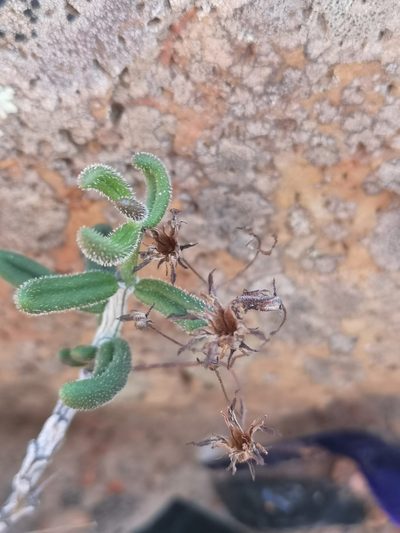 Tylecodon tenuis, photographed by leandra-k_89