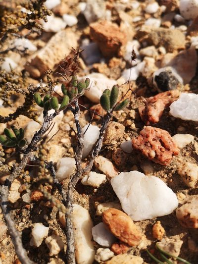 Tylecodon tenuis, photographed by leandra-k_89