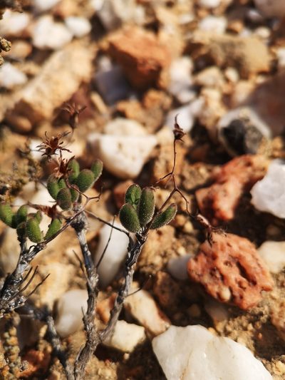 Tylecodon tenuis, photographed by leandra-k_89