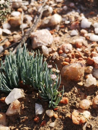 Senecio cicatricosus, photographed by leandra-k_89