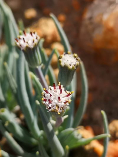 Senecio cicatricosus, photographed by leandra-k_89