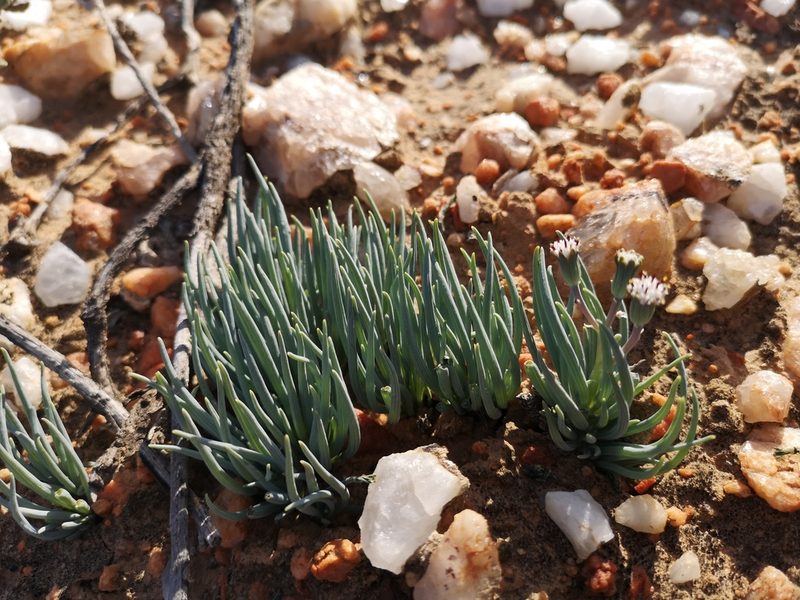 Senecio cicatricosus, photographed by leandra-k_89