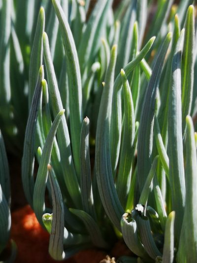 Senecio cicatricosus, photographed by leandra-k_89
