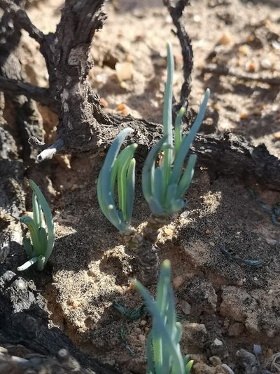 Senecio cicatricosus, photographed by leandra-k_89