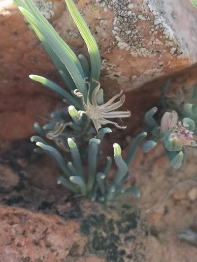 Senecio cicatricosus, photographed by leandra-k_89