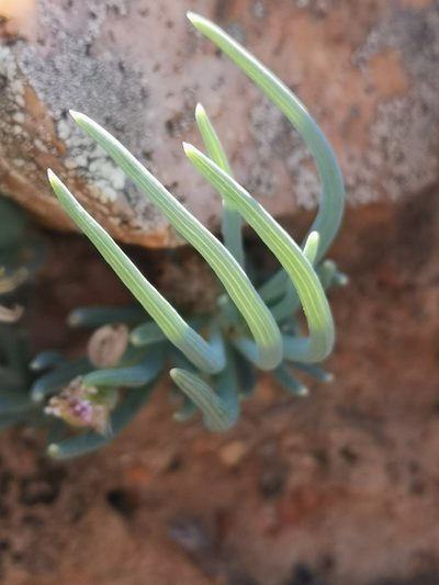 Senecio cicatricosus, photographed by leandra-k_89