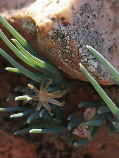 Senecio cicatricosus, photographed by leandra-k_89
