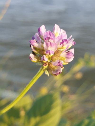 Cullen corylifolium, photographed by Aravinth