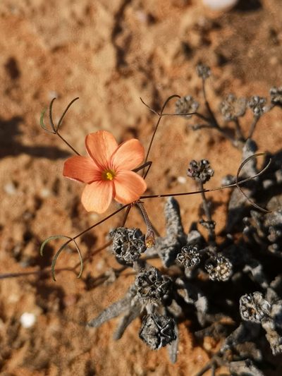 Oxalis gracilis, photographed by leandra-k_89