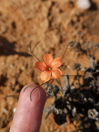 Oxalis gracilis, photographed by leandra-k_89
