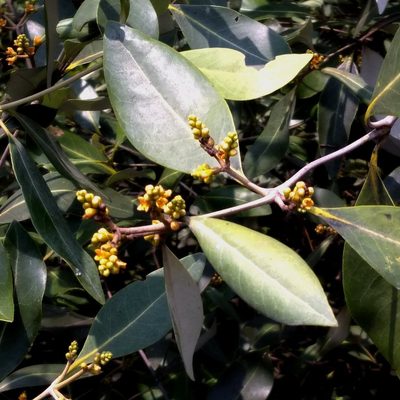 Avicennia alba, photographed by Abu Hamas