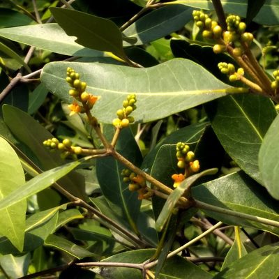 Avicennia alba, photographed by Abu Hamas