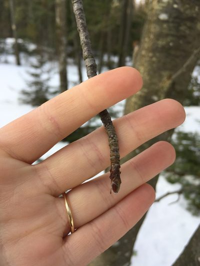 Hedlundia hybrida, photographed by Kathleen Houlahan Chayer