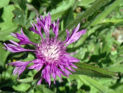 Centaurea napifolia, photographed by Peter de Lange