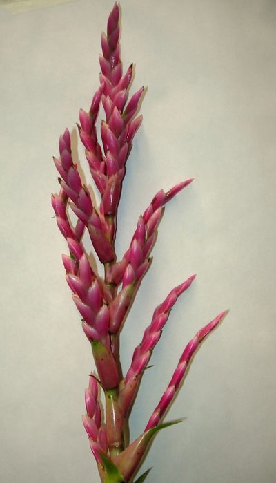 Tillandsia lucida, photographed by Neptalí Ramírez Marcial