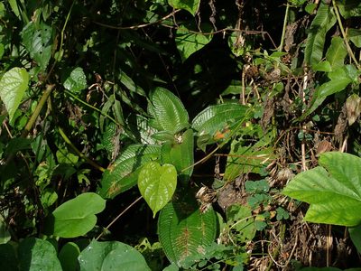 Miconia racemosa, photographed by Daniel Cahen