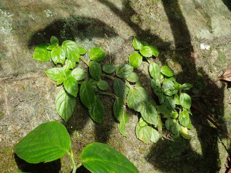 Columnea ambigua, photographed by Daniel Cahen