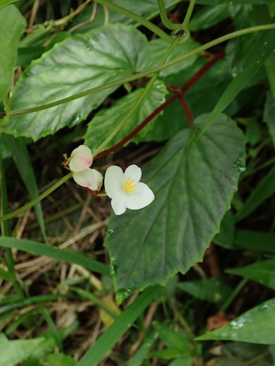 Begonia decandra, photographed by Daniel Cahen