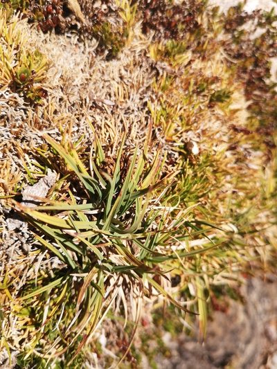 Carex gayana, photographed by Aira Francisca Faúndez Fallau