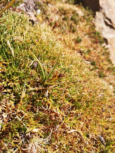 Carex gayana, photographed by Aira Francisca Faúndez Fallau