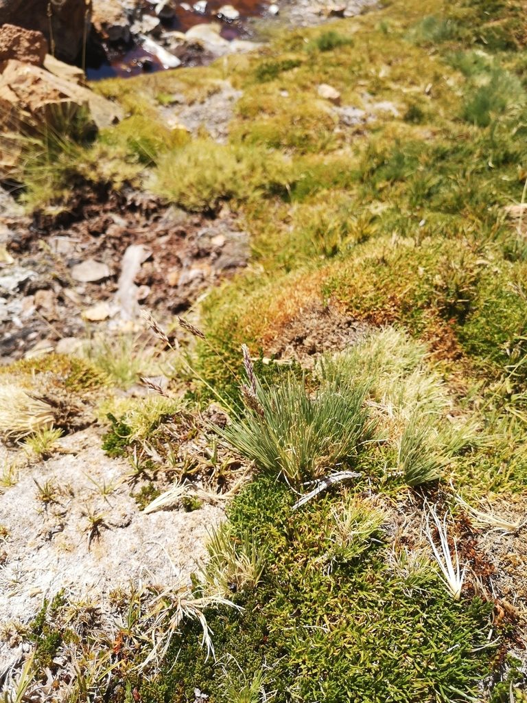 Cinnagrostis velutina, photographed by Aira Francisca Faúndez Fallau