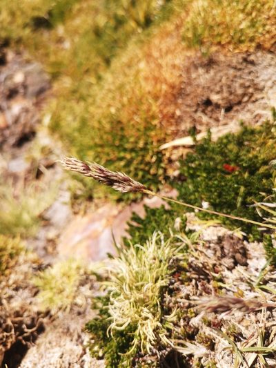 Cinnagrostis velutina, photographed by Aira Francisca Faúndez Fallau
