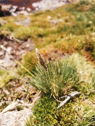 Cinnagrostis velutina, photographed by Aira Francisca Faúndez Fallau