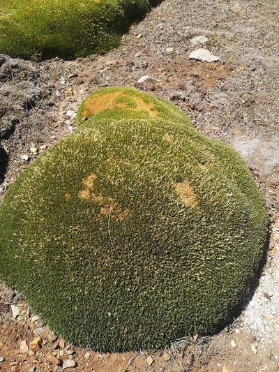 Patosia clandestina, photographed by Aira Francisca Faúndez Fallau