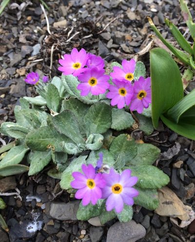 Primula laurentiana, photographed by pachips