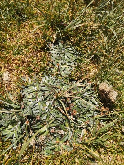 Plantago barbata, photographed by Aira Francisca Faúndez Fallau