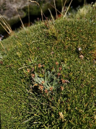 Plantago barbata, photographed by Aira Francisca Faúndez Fallau