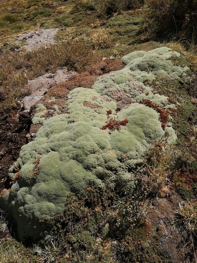 Azorella madreporica, photographed by Aira Francisca Faúndez Fallau