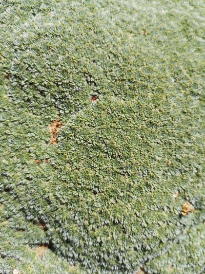 Azorella madreporica, photographed by Aira Francisca Faúndez Fallau
