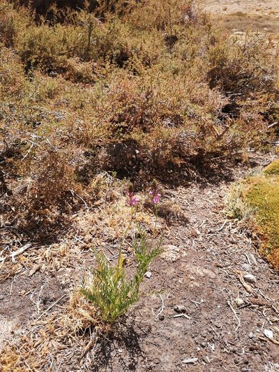 Astragalus berteroanus, photographed by Aira Francisca Faúndez Fallau
