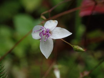 Nepsera aquatica, photographed by Daniel Cahen