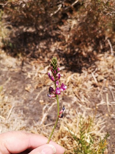 Astragalus berteroanus, photographed by Aira Francisca Faúndez Fallau