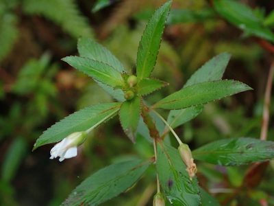 Sauvagesia erecta, photographed by Daniel Cahen