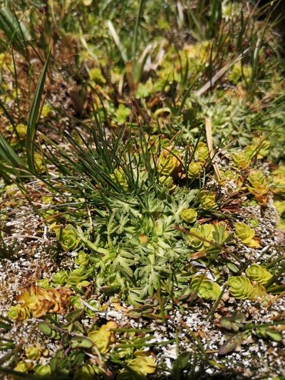 Azorella trifoliolata, photographed by Aira Francisca Faúndez Fallau