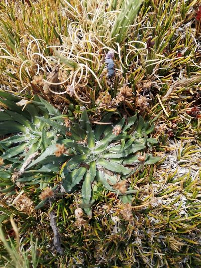 Plantago barbata, photographed by Aira Francisca Faúndez Fallau