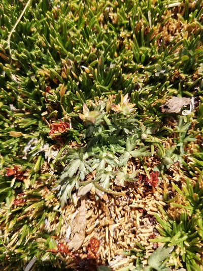 Azorella trifoliolata, photographed by Aira Francisca Faúndez Fallau