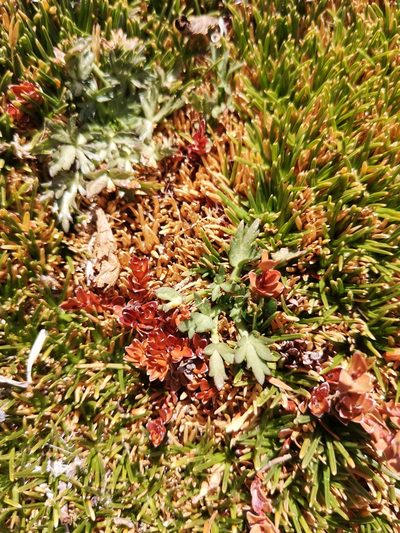 Azorella trifoliolata, photographed by Aira Francisca Faúndez Fallau