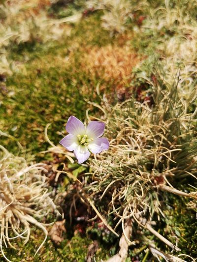 Gentianella ottonis, photographed by Aira Francisca Faúndez Fallau