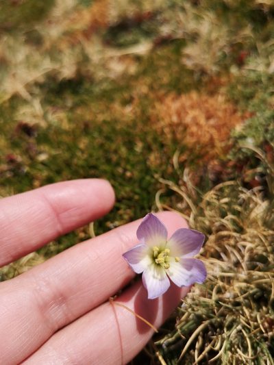 Gentianella ottonis, photographed by Aira Francisca Faúndez Fallau