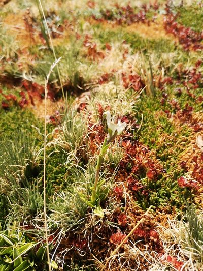 Gentianella ottonis, photographed by Aira Francisca Faúndez Fallau