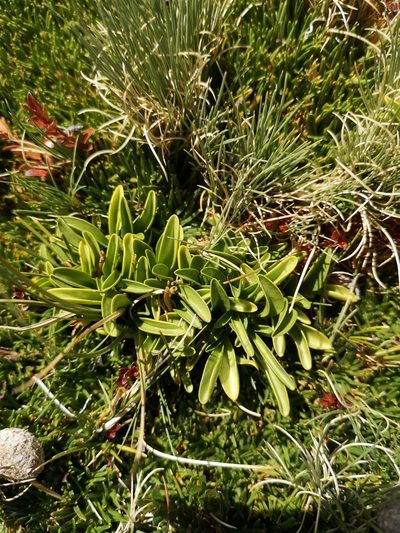 Gentianella ottonis, photographed by Aira Francisca Faúndez Fallau