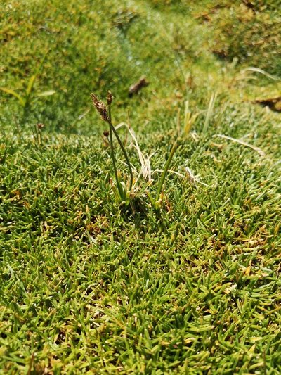 Carex gayana, photographed by Aira Francisca Faúndez Fallau