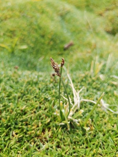 Carex gayana, photographed by Aira Francisca Faúndez Fallau