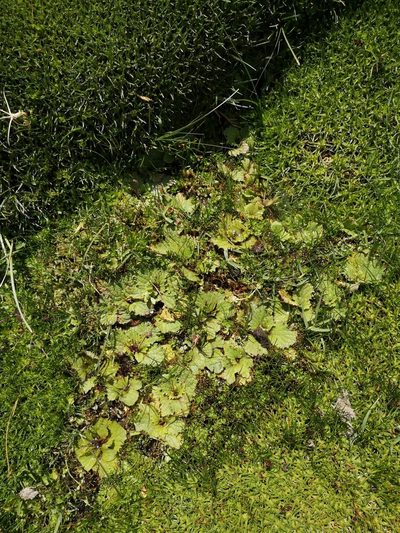 Calceolaria filicaulis, photographed by Aira Francisca Faúndez Fallau