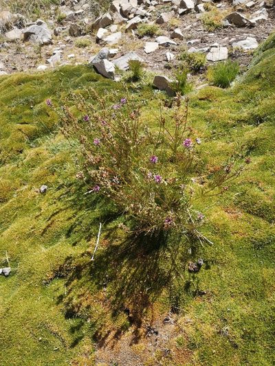 Astragalus berteroanus, photographed by Aira Francisca Faúndez Fallau